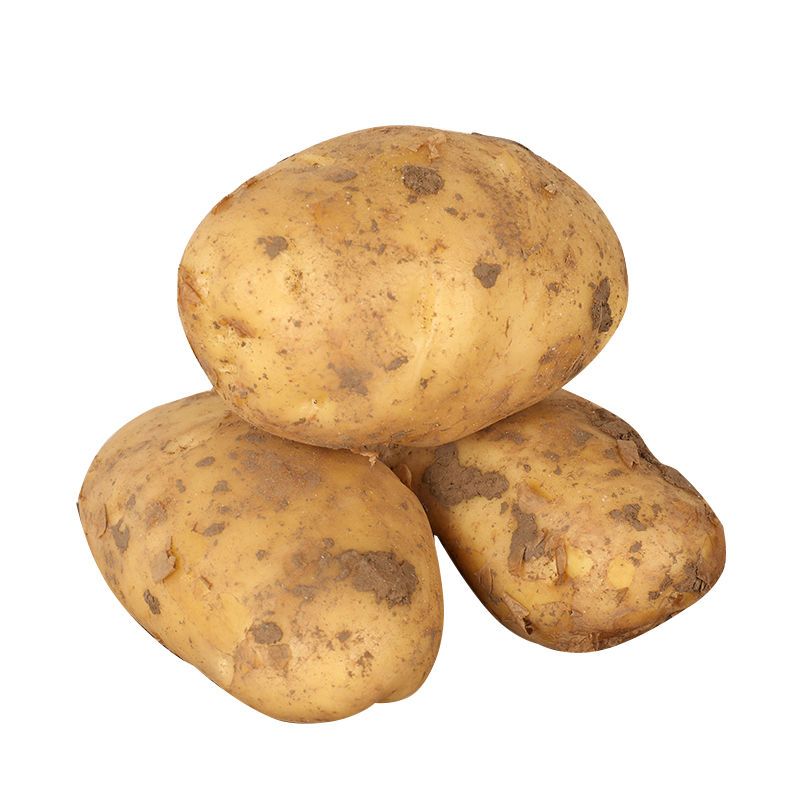 黄皮大土豆